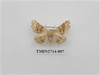 藏品(尺蛾265)的圖片